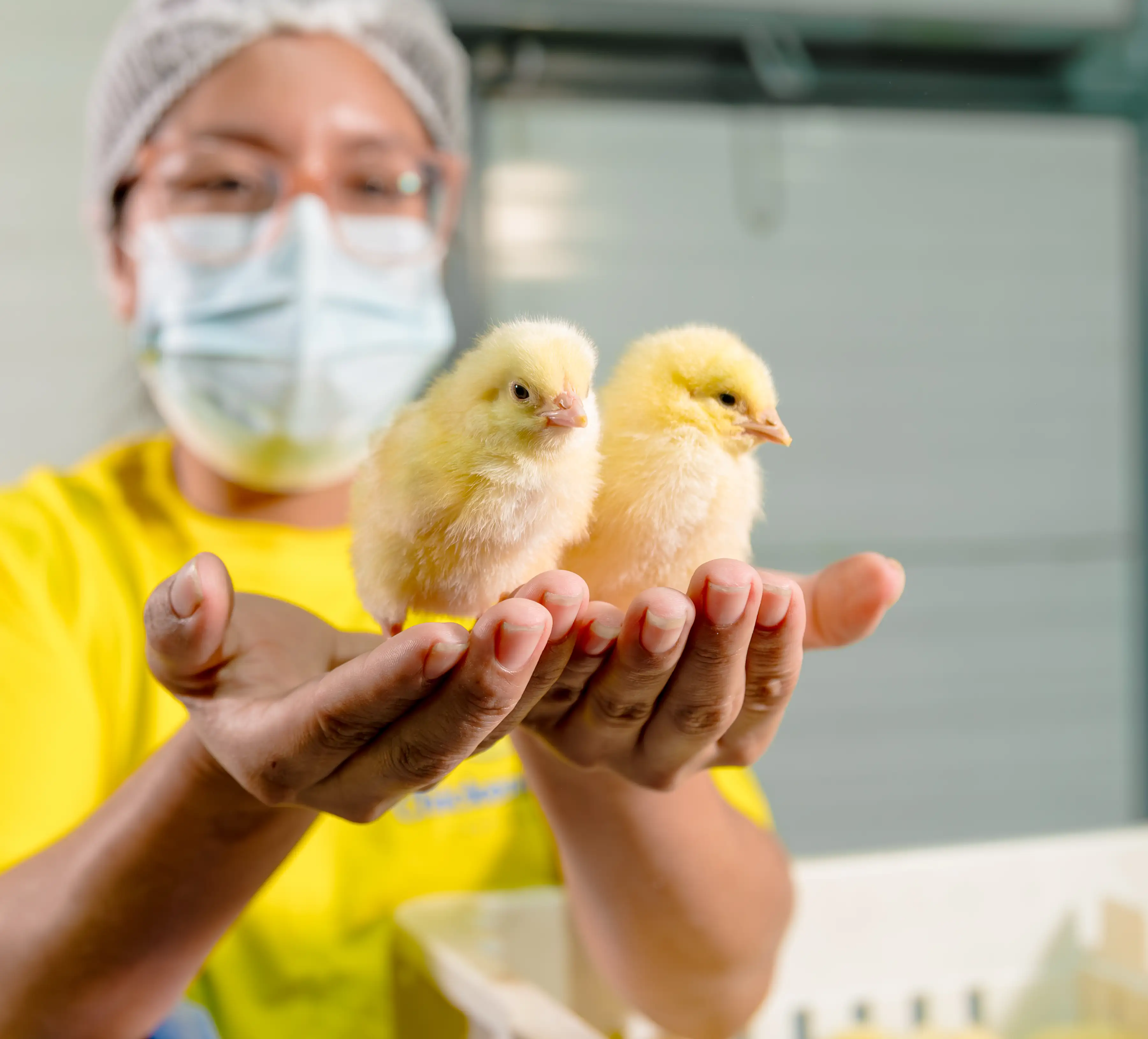 Nuestras Aves - Imagen 7